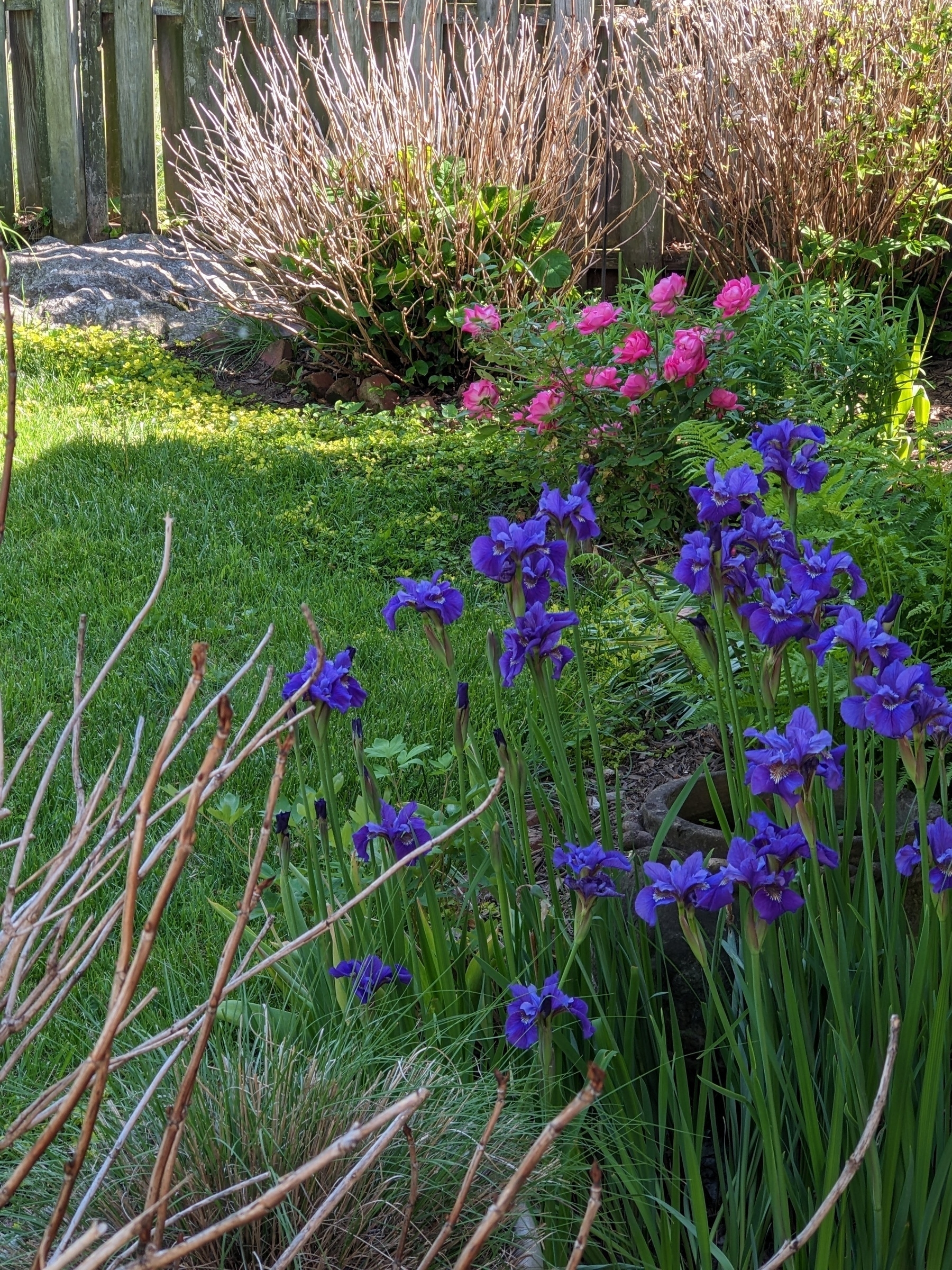 purple Siberian iris and deep pink roses in bloom