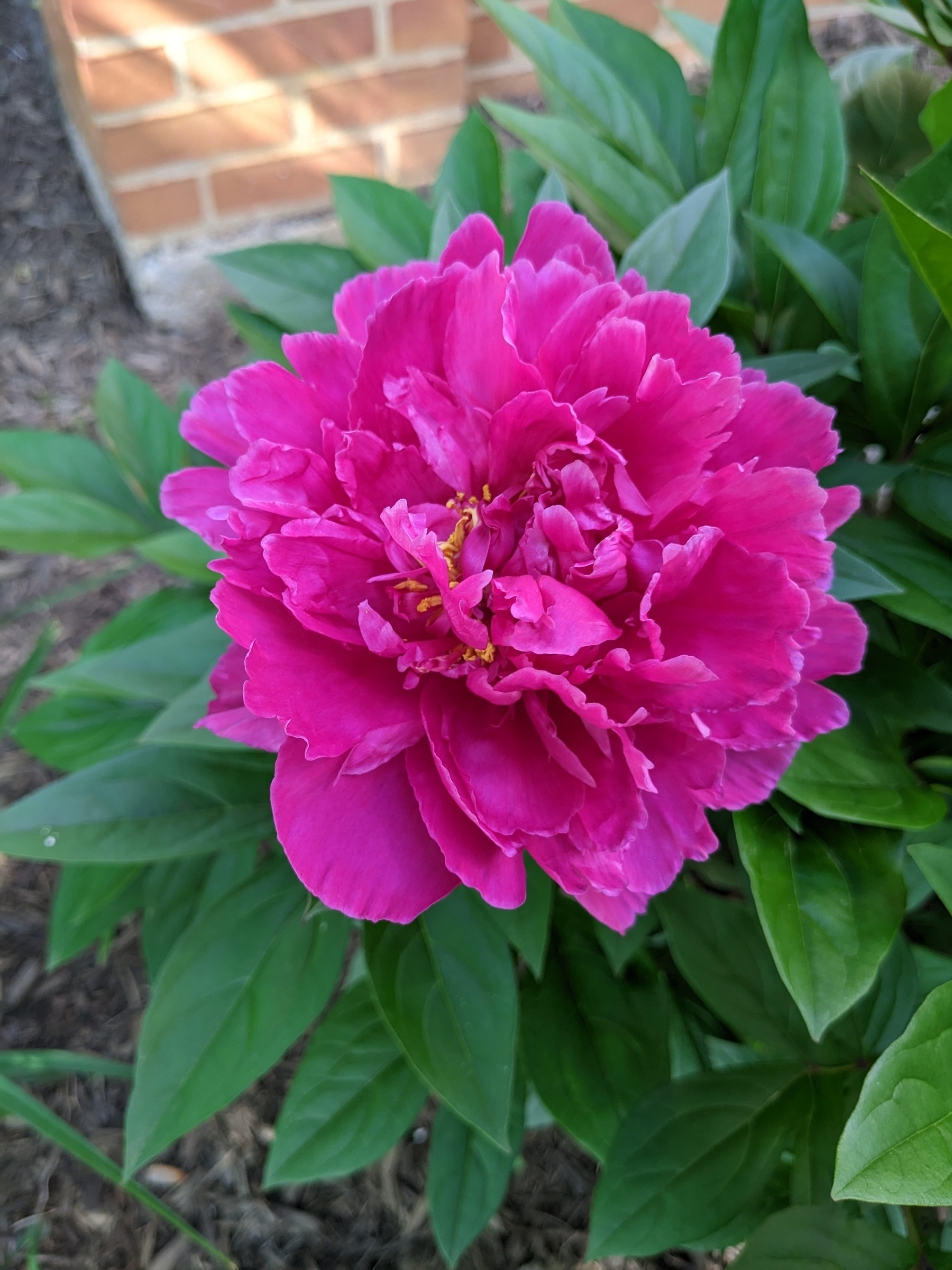 fuschia peony in bloom