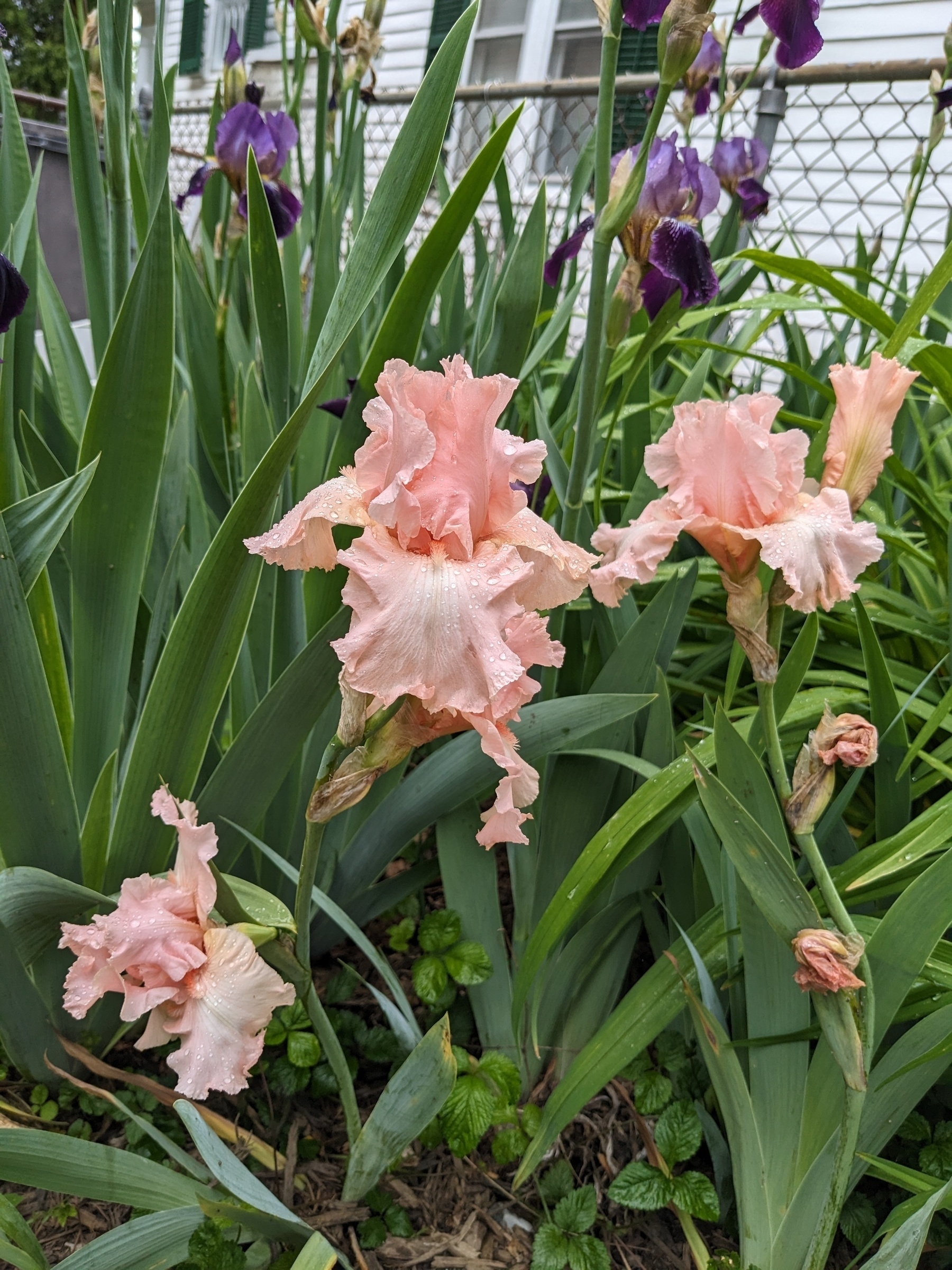 peach pink bearded iris in bloom