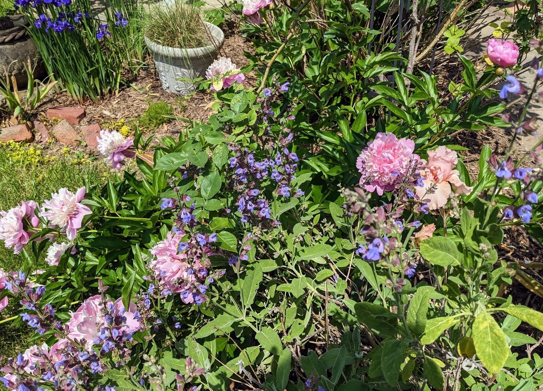 sage, pink peony, bearded iris, Siberian iris in bloom