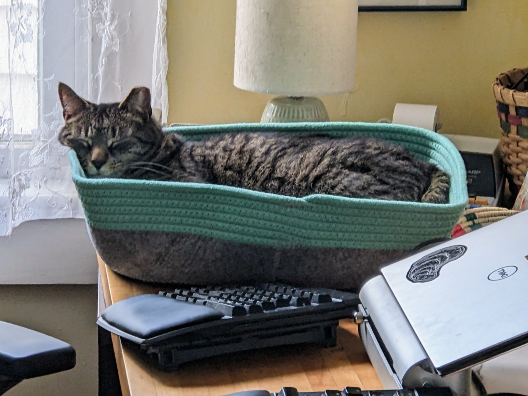 cat resting in basket, next to laptop and keyboard